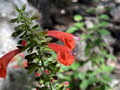 Salvia coccinea