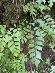 Adiantum trapeziforme