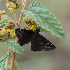 Erynnis zarucco