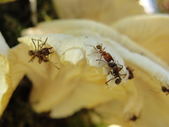 Acromyrmex