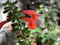Salvia coccinea