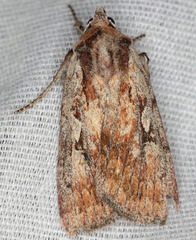 Setagrotis pallidicollis