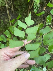 Adiantum trapeziforme