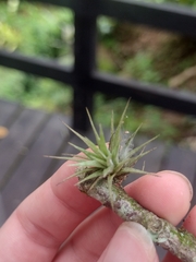 Tillandsia ionantha