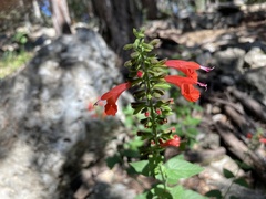 Salvia coccinea