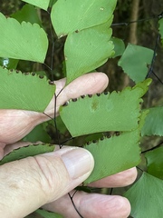 Adiantum trapeziforme