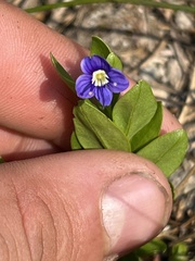 Veronica cusickii
