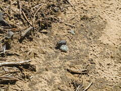 Cicindela longilabris