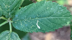 Lyonetia clerkella