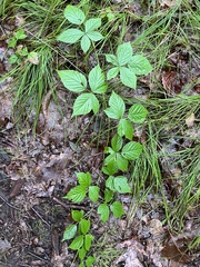 Rubus hispidus