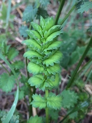 Sanguisorba occidentalis