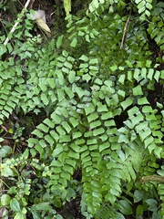 Adiantum trapeziforme