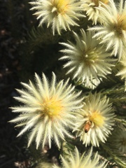 Phylica pubescens