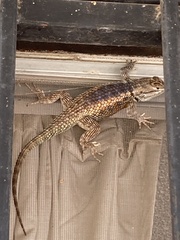 Sceloporus magister