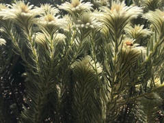 Phylica pubescens