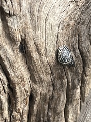 Echinolittorina placida