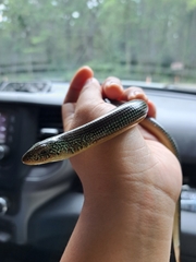 Ophisaurus ventralis