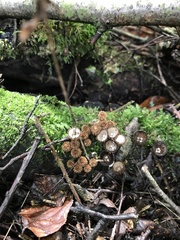 Nidulariaceae