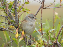 Spizelloides arborea