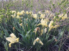 Iris pumila