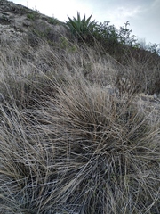 Muhlenbergia