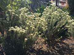 Phylica pubescens