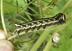 Agrius cingulata