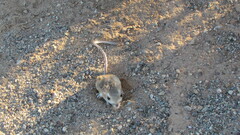 Dipodomys deserti