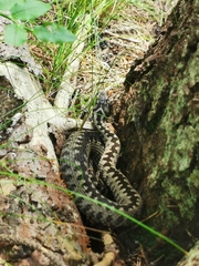 Vipera berus