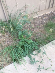 Sanguisorba occidentalis