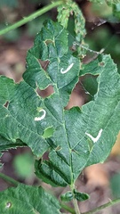 Lyonetia clerkella