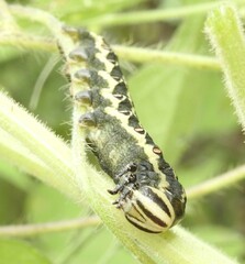 Agrius cingulata
