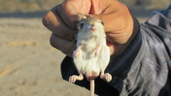 Dipodomys deserti