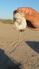 Dipodomys deserti