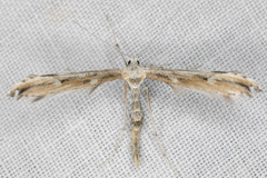 Oidaematophorus grisescens