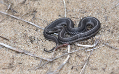 Tropidoclonion lineatum