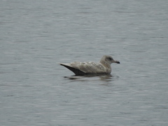 Larus glaucescens × hyperboreus