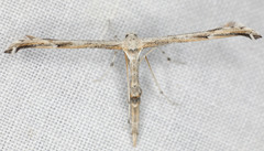 Oidaematophorus grisescens