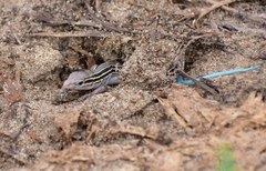 Aspidoscelis sexlineatus