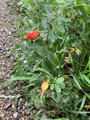 Rosa acicularis