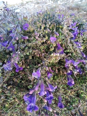 Maurandya barclayana