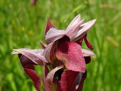 Serapias cordigera