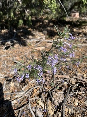 Ipomopsis multiflora