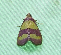 Phoenicophanta bicolor
