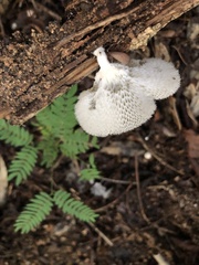 Favolus brasiliensis