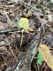 Leucocoprinus fragilissimus