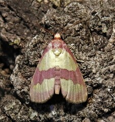 Phoenicophanta bicolor