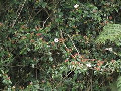 Blakea quadrangularis