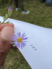 Symphyotrichum oolentangiense