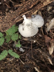 Favolus brasiliensis